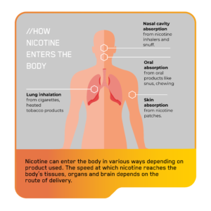 nicotine effects on the body