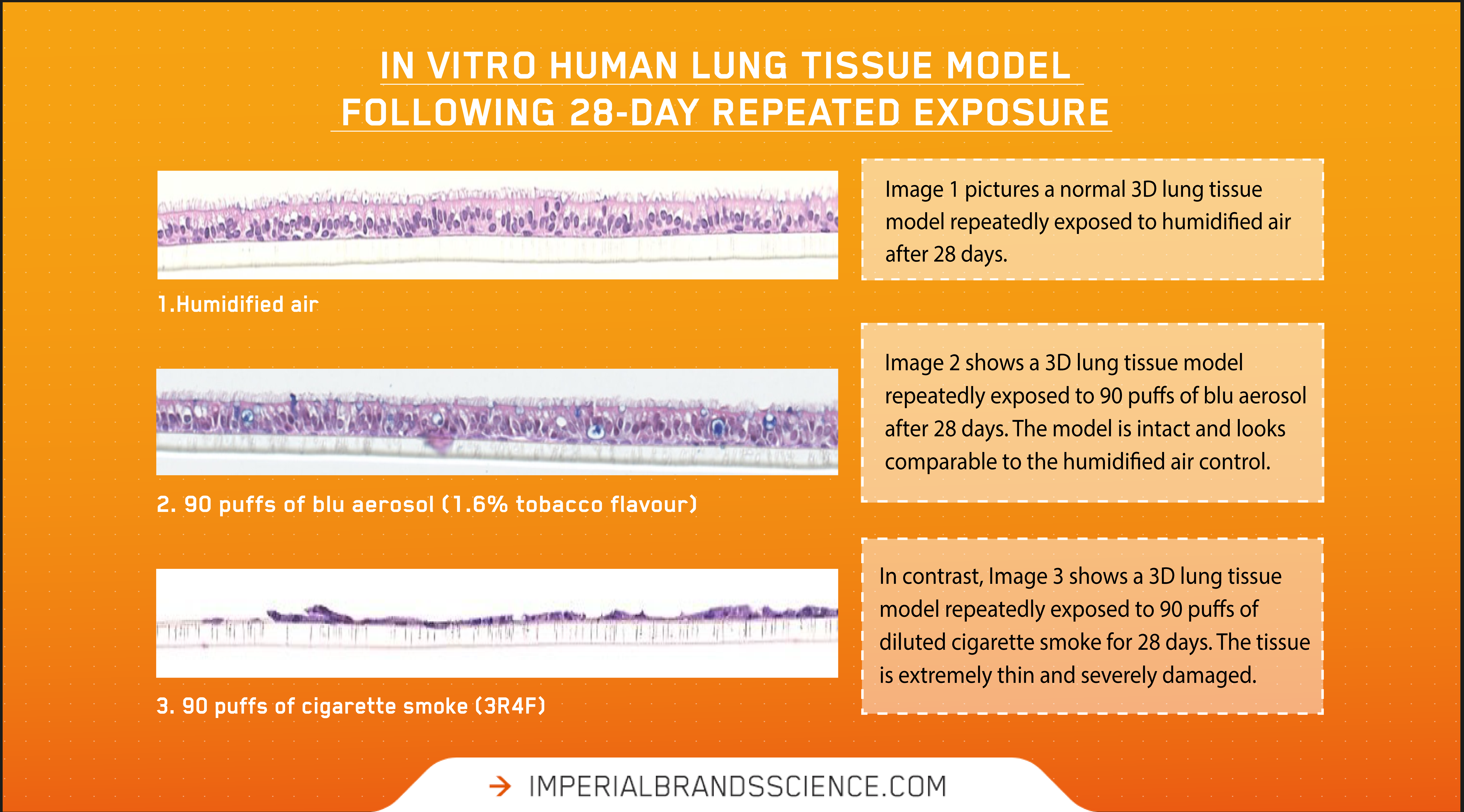 In-vitro research shows repeat vape aerosol exposure causes minimal damage in human 3D lung tissue lab model compared to cigarette smoke